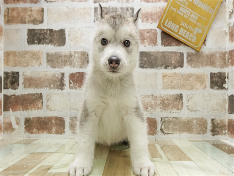 愛知県のシベリアンハスキー (ワンラブ名古屋守山インター総本店/2025年10月19日生まれ/男の子/シルバーホワイト)の子犬の3枚目の画像
