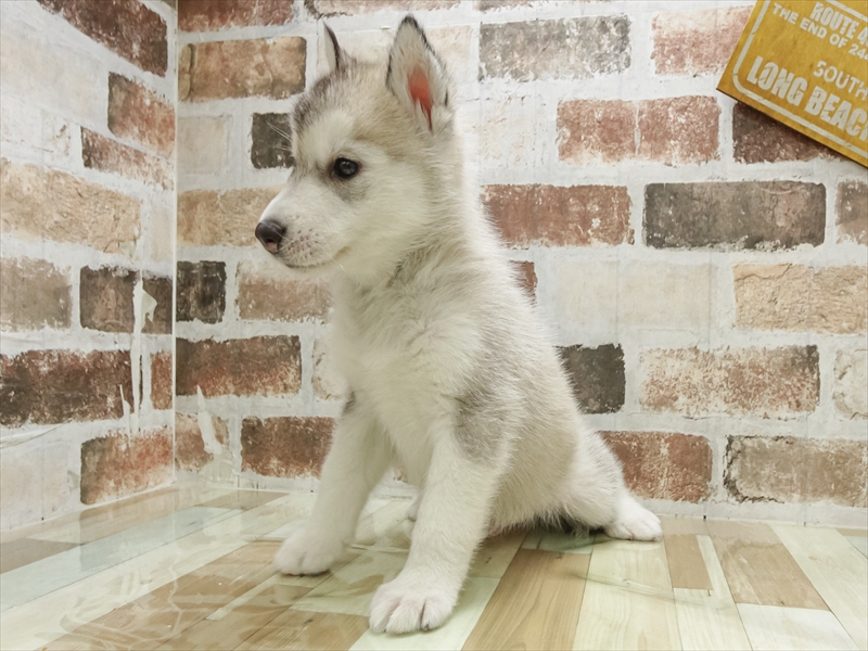 愛知県のシベリアンハスキー (ワンラブ名古屋守山インター総本店/2025年10月19日生まれ/男の子/シルバーホワイト)の子犬の2枚目の画像