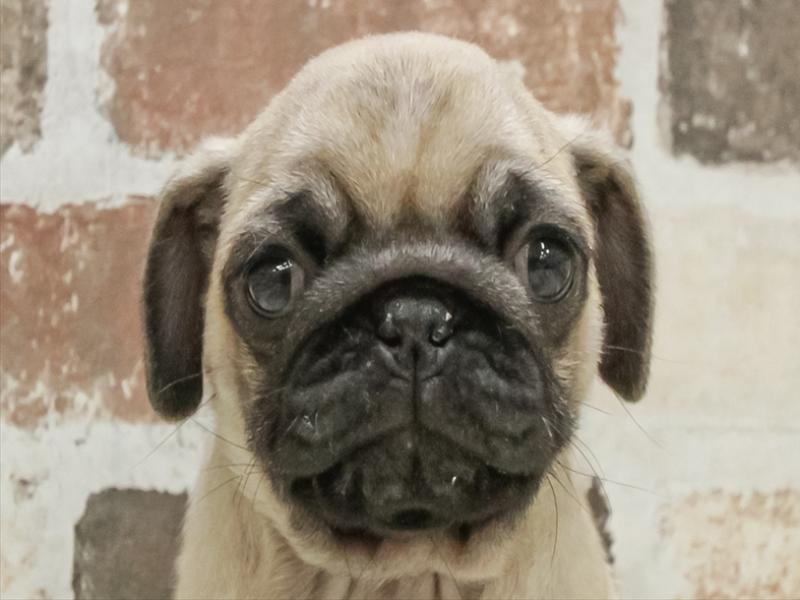 岩手県のパグ (ワンラブイオンモール盛岡店/2025年10月18日生まれ/男の子/フォーン)の子犬の1枚目の画像