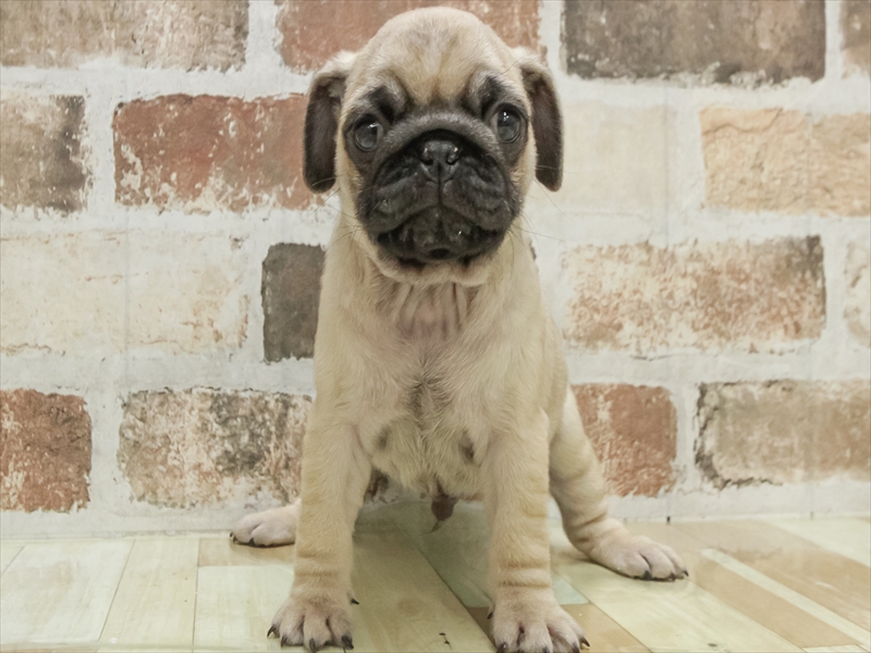 岩手県のパグ (ワンラブイオンモール盛岡店/2025年10月18日生まれ/男の子/フォーン)の子犬の3枚目の画像