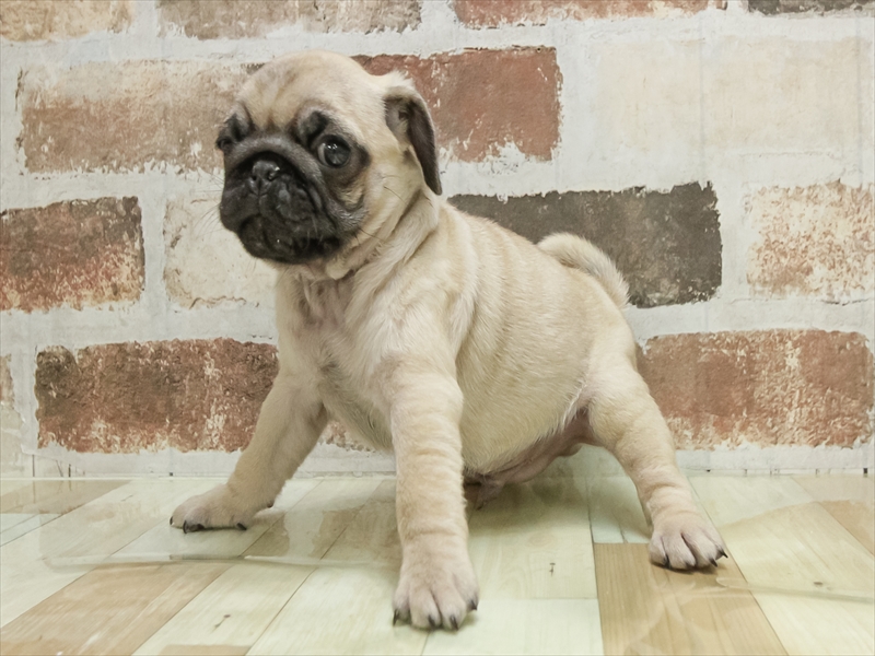 岩手県のパグ (ワンラブイオンモール盛岡店/2025年10月18日生まれ/男の子/フォーン)の子犬の2枚目の画像