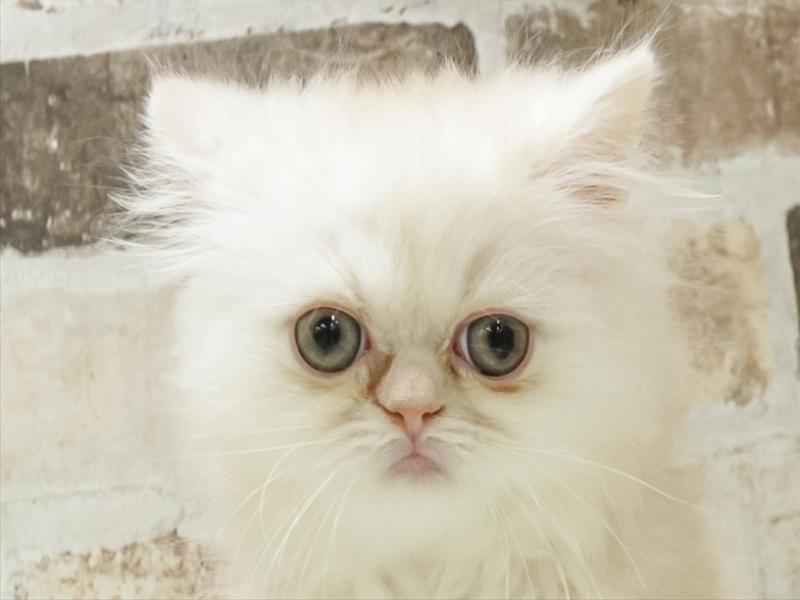 愛知県のミヌエット (ワンラブ名古屋守山インター総本店/2025年10月19日生まれ/男の子/クリームタビー)の子猫の1枚目の画像