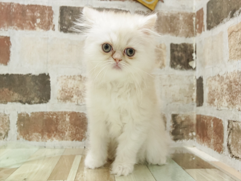 愛知県のミヌエット (ワンラブ名古屋守山インター総本店/2025年10月19日生まれ/男の子/クリームタビー)の子猫の3枚目の画像