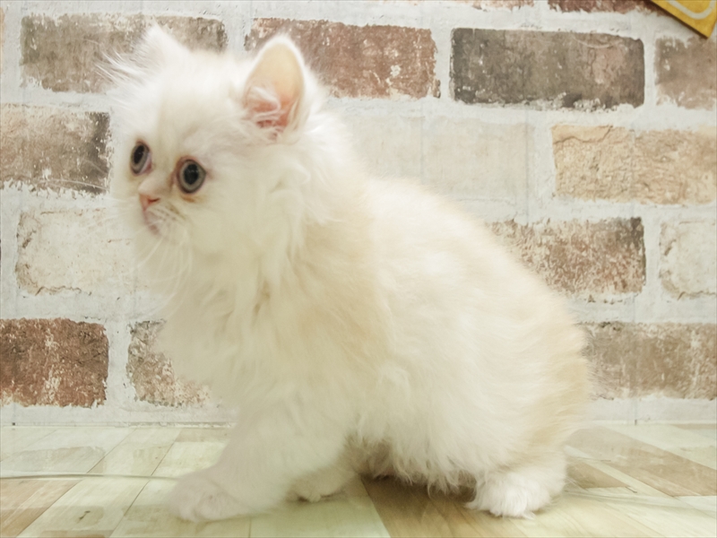 愛知県のミヌエット (ワンラブ名古屋守山インター総本店/2025年10月19日生まれ/男の子/クリームタビー)の子猫の2枚目の画像