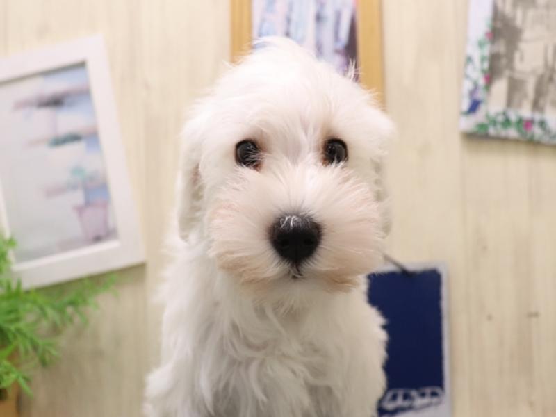 愛知県のミニチュアシュナウザー (ワンラブ名古屋守山インター総本店/2025年10月17日生まれ/女の子/ホワイト)の子犬の1枚目の画像