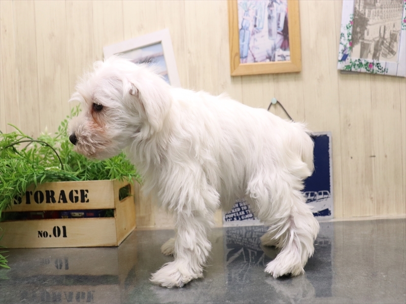 愛知県のミニチュアシュナウザー (ワンラブ名古屋守山インター総本店/2025年10月17日生まれ/女の子/ホワイト)の子犬の3枚目の画像