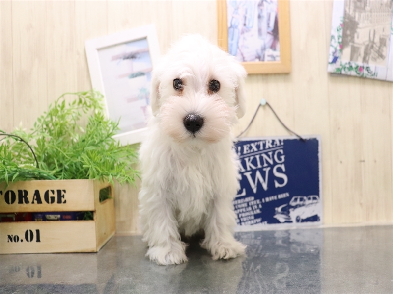 愛知県のミニチュアシュナウザー (ワンラブ名古屋守山インター総本店/2025年10月17日生まれ/女の子/ホワイト)の子犬の2枚目の画像