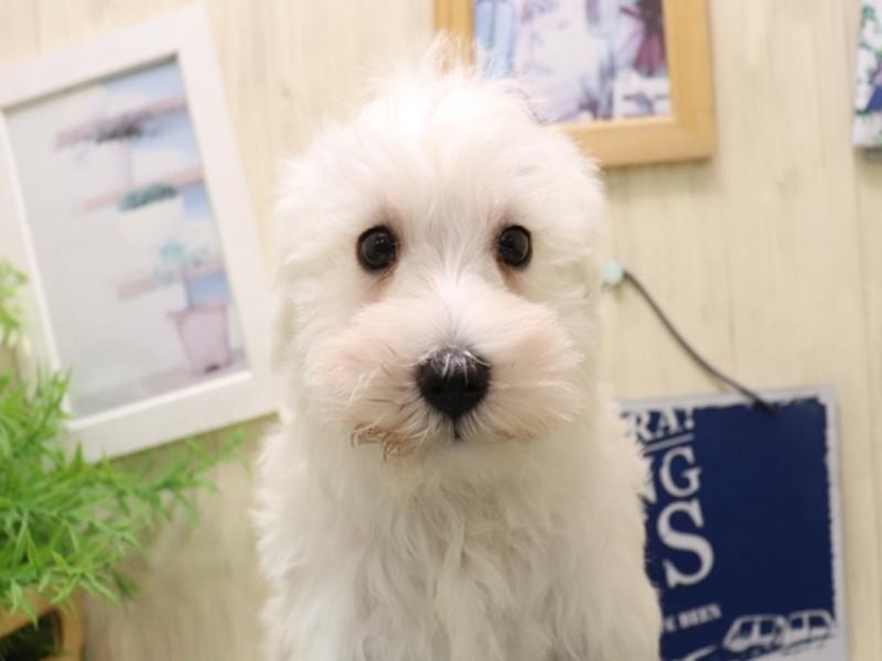 愛知県のミニチュアシュナウザー (ワンラブ名古屋守山インター総本店/2025年10月17日生まれ/女の子/ホワイト)の子犬の1枚目の画像