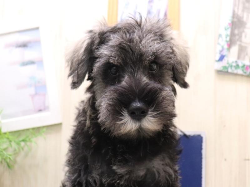 愛知県のミニチュアシュナウザー (ワンラブ名古屋守山インター総本店/2025年10月17日生まれ/男の子/ソルトペッパー)の子犬の1枚目の画像