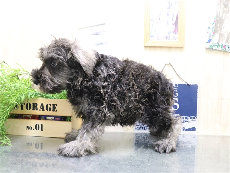 愛知県のミニチュアシュナウザー (ワンラブ名古屋守山インター総本店/2025年10月17日生まれ/男の子/ソルトペッパー)の子犬の3枚目の画像