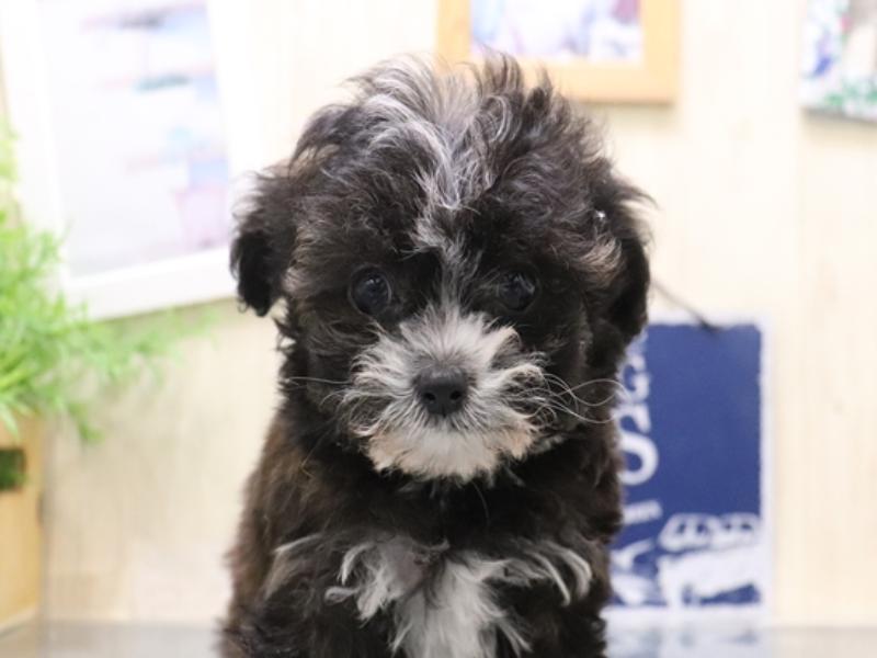 岐阜県のチワプー/プーチー(チワワ×プードル) (ワンラブMEGA ドン・キホーテ瑞穂店/2025年10月17日生まれ/女の子/ブリンドルホワイト)の子犬の1枚目の画像