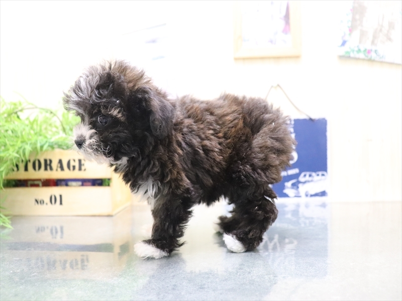 岐阜県のチワプー/プーチー(チワワ×プードル) (ワンラブMEGA ドン・キホーテ瑞穂店/2025年10月17日生まれ/女の子/ブリンドルホワイト)の子犬の3枚目の画像