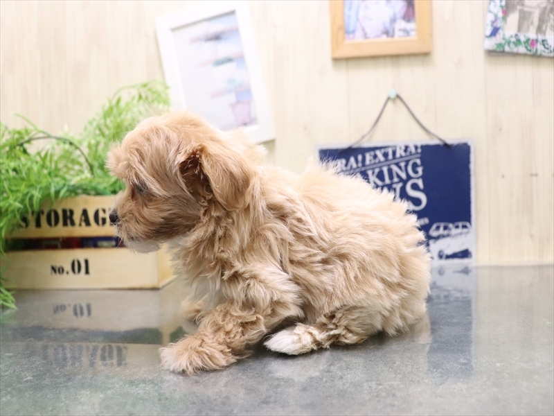 岡山県のチワプー/プーチー(チワワ×プードル) (ワンラブアリオ倉敷店/2025年10月17日生まれ/女の子/アプリコット)の子犬の3枚目の画像