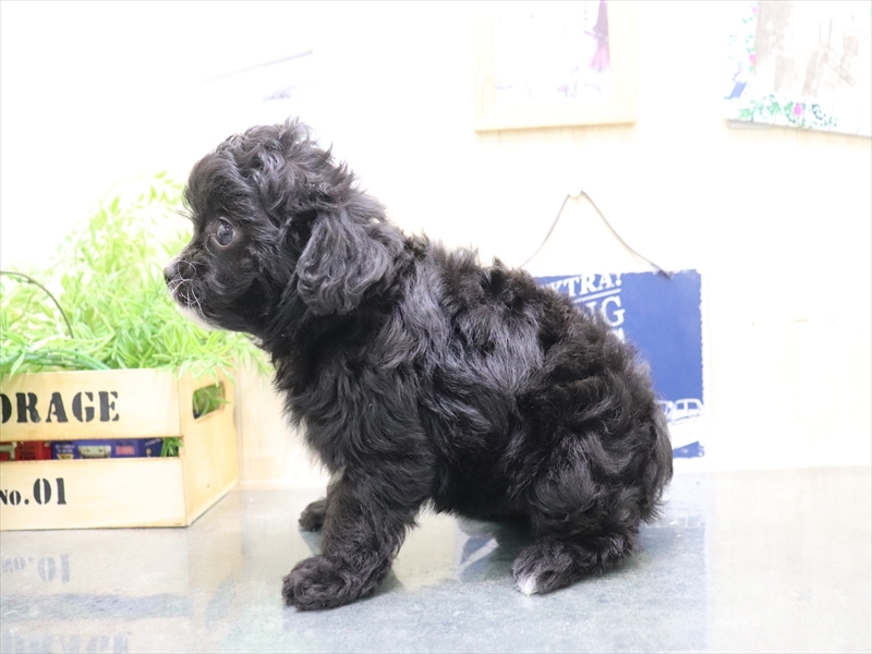 愛知県のチワプー/プーチー(チワワ×プードル) (ワンラブ名古屋守山インター総本店/2025年10月19日生まれ/女の子/ブラック)の子犬の3枚目の画像