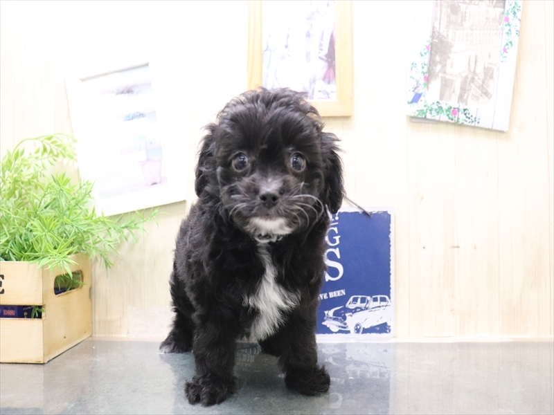 愛知県のチワプー/プーチー(チワワ×プードル) (ワンラブ名古屋守山インター総本店/2025年10月19日生まれ/女の子/ブラック)の子犬の2枚目の画像