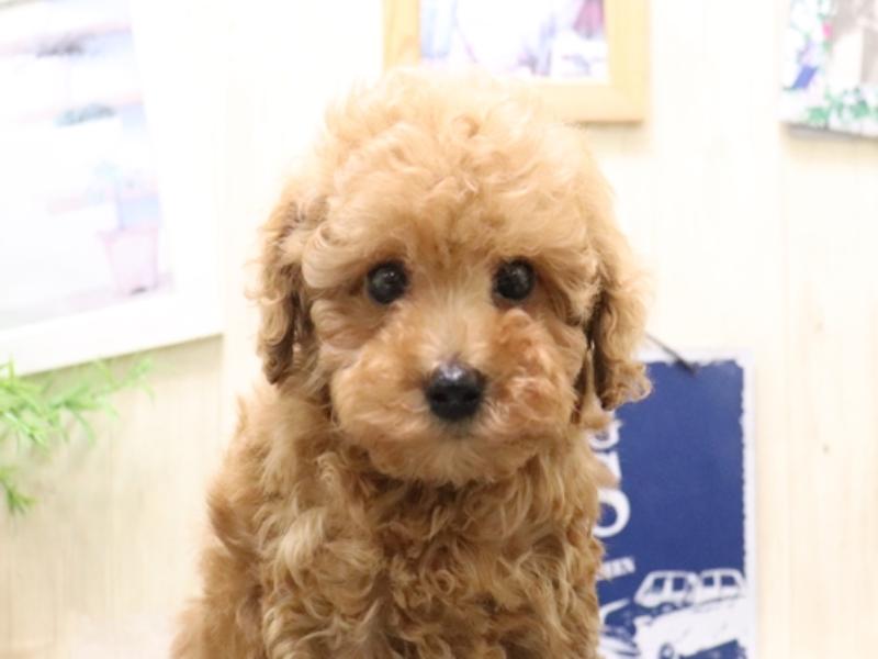 愛知県のトイプードル(トイ) (ワンラブ名古屋守山インター総本店/2025年10月19日生まれ/女の子/レッド)の子犬の1枚目の画像