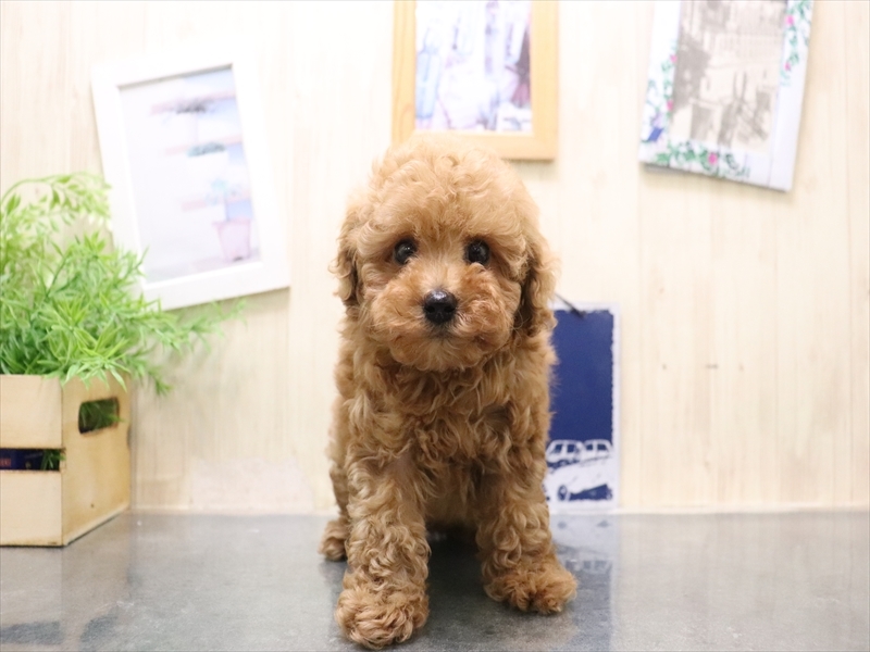 愛知県のトイプードル(トイ) (ワンラブ名古屋守山インター総本店/2025年10月19日生まれ/女の子/レッド)の子犬の2枚目の画像