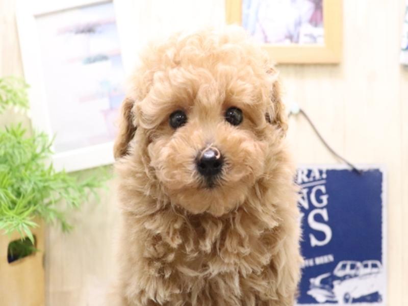 愛知県のトイプードル(トイ) (ワンラブ名古屋守山インター総本店/2025年10月19日生まれ/男の子/アプリコット)の子犬の1枚目の画像