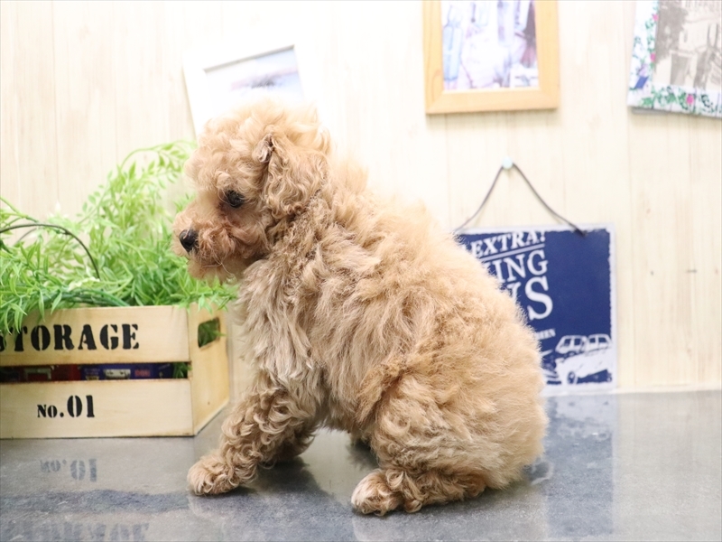 愛知県のトイプードル(トイ) (ワンラブ名古屋守山インター総本店/2025年10月19日生まれ/男の子/アプリコット)の子犬の3枚目の画像