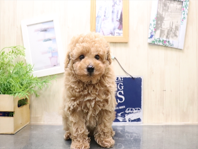 愛知県のトイプードル(トイ) (ワンラブ名古屋守山インター総本店/2025年10月19日生まれ/男の子/アプリコット)の子犬の2枚目の画像