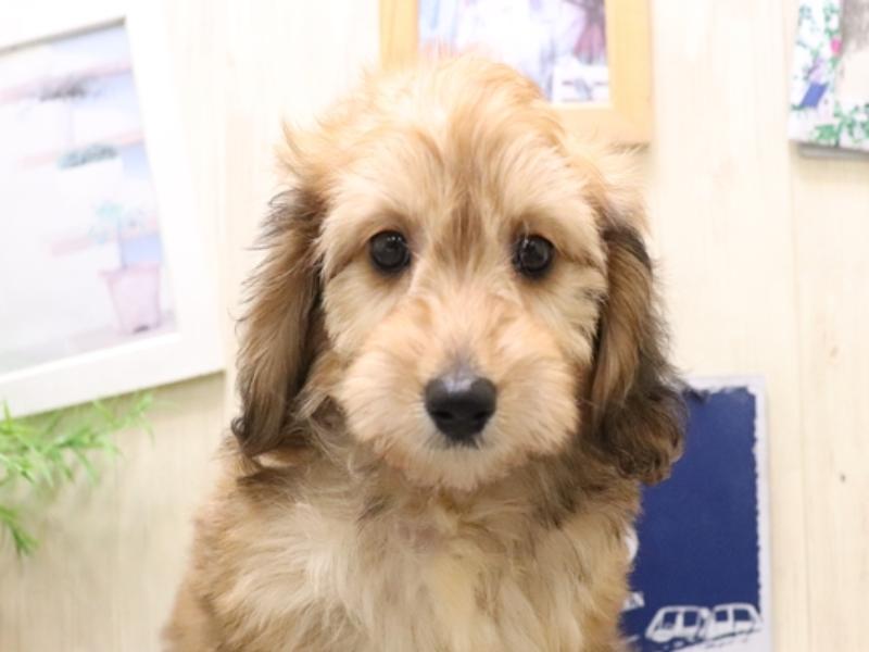 香川県のダップー(ダックス×プードル) (ワンラブイオンタウン宇多津店/2025年10月19日生まれ/男の子/レッド)の子犬の1枚目の画像