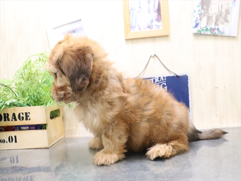 香川県のダップー(ダックス×プードル) (ワンラブイオンタウン宇多津店/2025年10月19日生まれ/男の子/レッド)の子犬の3枚目の画像