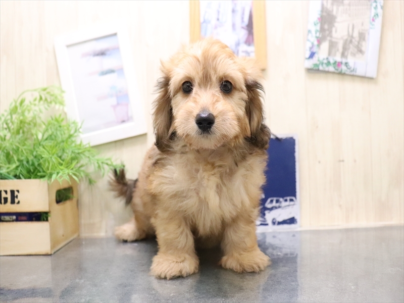 香川県のダップー(ダックス×プードル) (ワンラブイオンタウン宇多津店/2025年10月19日生まれ/男の子/レッド)の子犬の2枚目の画像