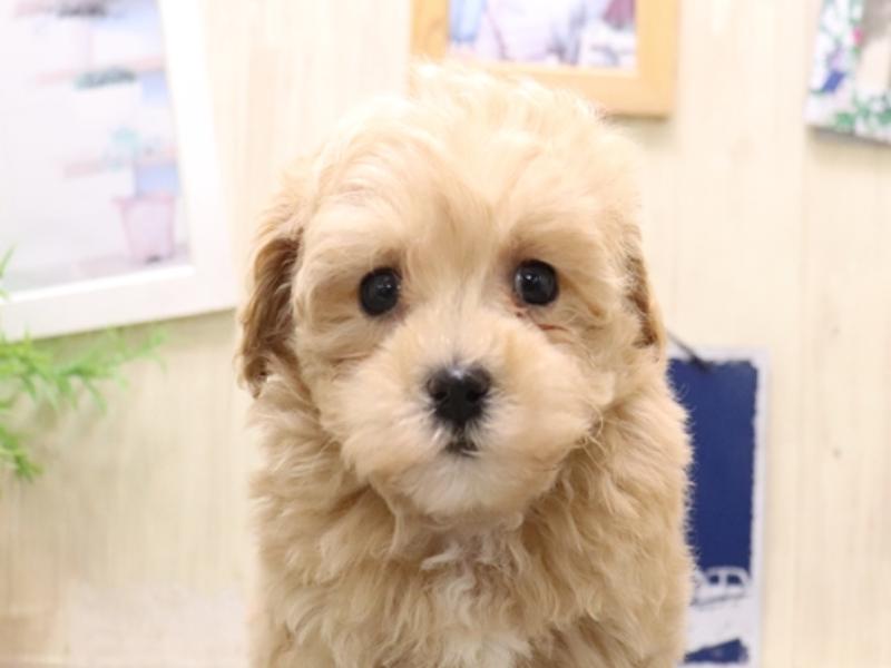 愛知県のマルプー(マルチーズ×プードル) (ワンラブ矢場動物堂/2025年10月20日生まれ/女の子/アプリコット)の子犬
