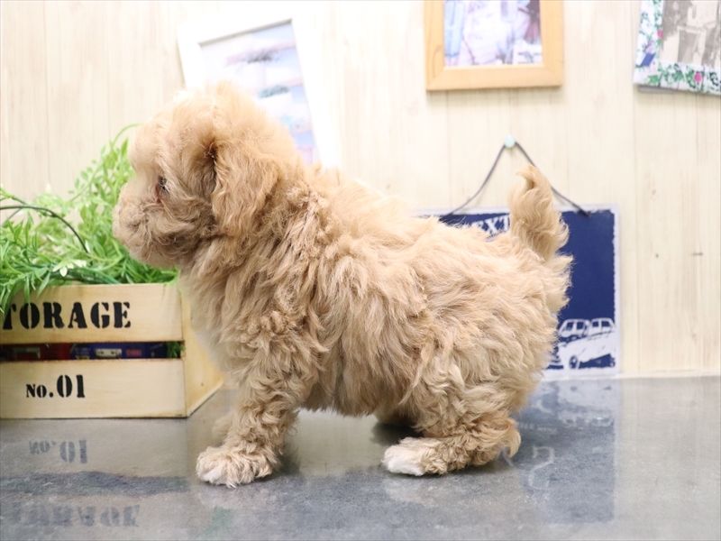 愛知県のマルプー(マルチーズ×プードル) (ワンラブ矢場動物堂/2025年10月20日生まれ/女の子/アプリコット)の子犬の3枚目の画像