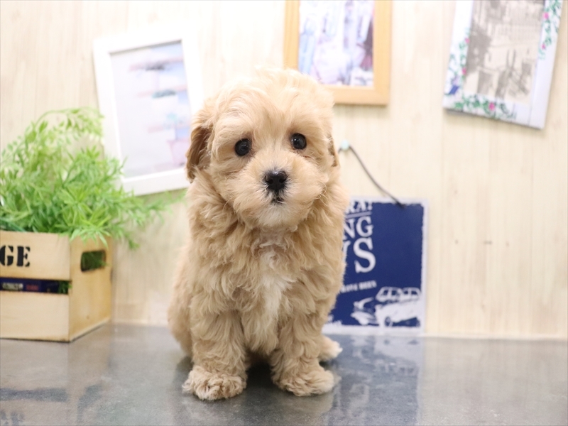 愛知県のマルプー(マルチーズ×プードル) (ワンラブ矢場動物堂/2025年10月20日生まれ/女の子/アプリコット)の子犬の2枚目の画像