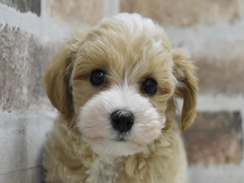 愛知県のマルプー(マルチーズ×プードル) (ワンラブ名古屋守山インター総本店/2025年10月20日生まれ/男の子/アプリコット)の子犬の1枚目の画像