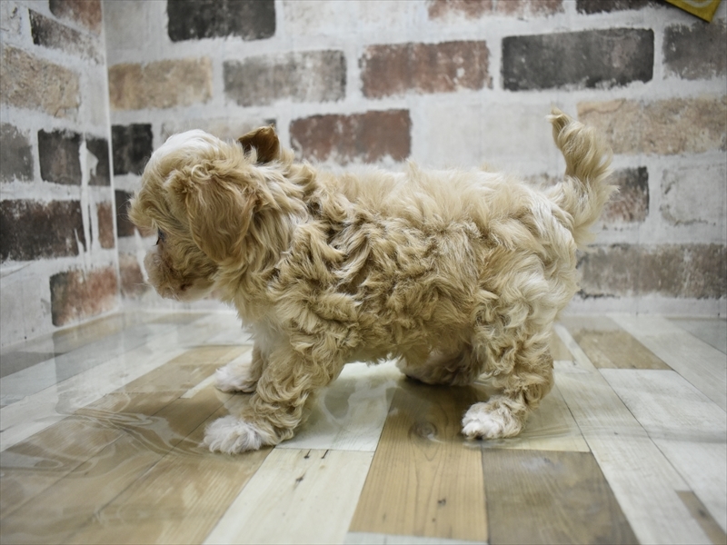 愛知県のマルプー(マルチーズ×プードル) (ワンラブ名古屋守山インター総本店/2025年10月20日生まれ/男の子/アプリコット)の子犬の3枚目の画像