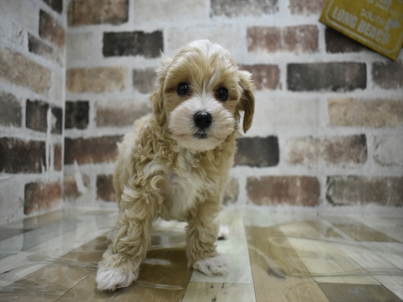 愛知県のマルプー(マルチーズ×プードル) (ワンラブ名古屋守山インター総本店/2025年10月20日生まれ/男の子/アプリコット)の子犬の2枚目の画像