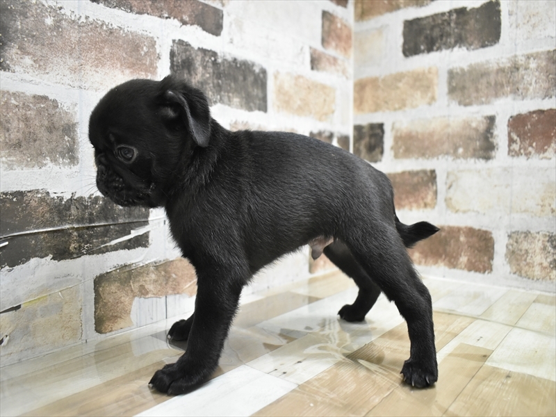 愛知県のパグ (ワンラブ名古屋守山インター総本店/2025年10月15日生まれ/男の子/ブラック)の子犬の3枚目の画像