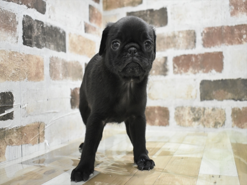 愛知県のパグ (ワンラブ名古屋守山インター総本店/2025年10月15日生まれ/男の子/ブラック)の子犬の2枚目の画像