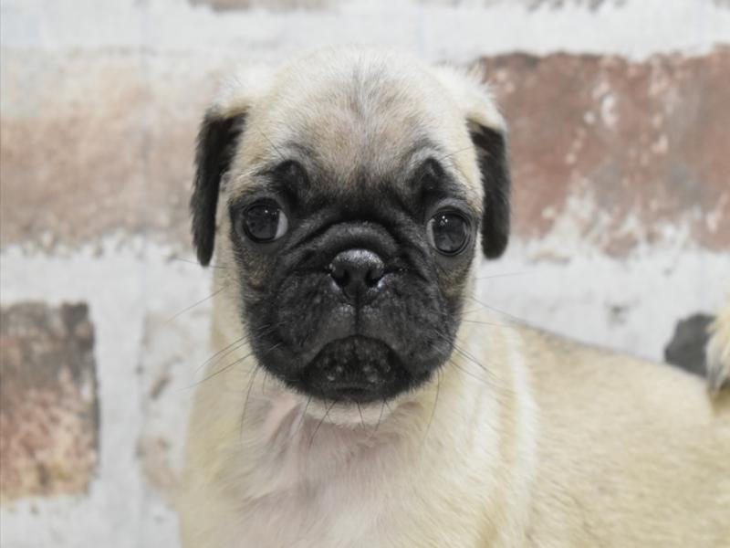 愛知県のパグ (ワンラブ名古屋守山インター総本店/2025年10月15日生まれ/男の子/フォーン)の子犬の1枚目の画像