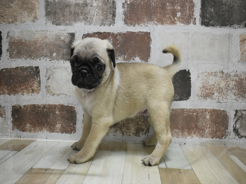 愛知県のパグ (ワンラブ名古屋守山インター総本店/2025年10月15日生まれ/男の子/フォーン)の子犬の3枚目の画像