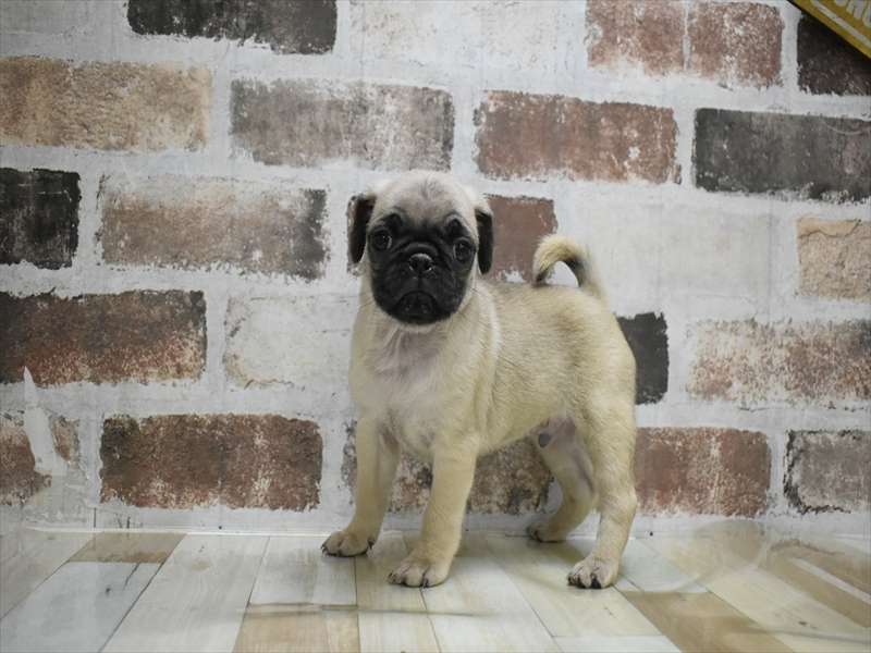 愛知県のパグ (ワンラブ名古屋守山インター総本店/2025年10月15日生まれ/男の子/フォーン)の子犬の2枚目の画像