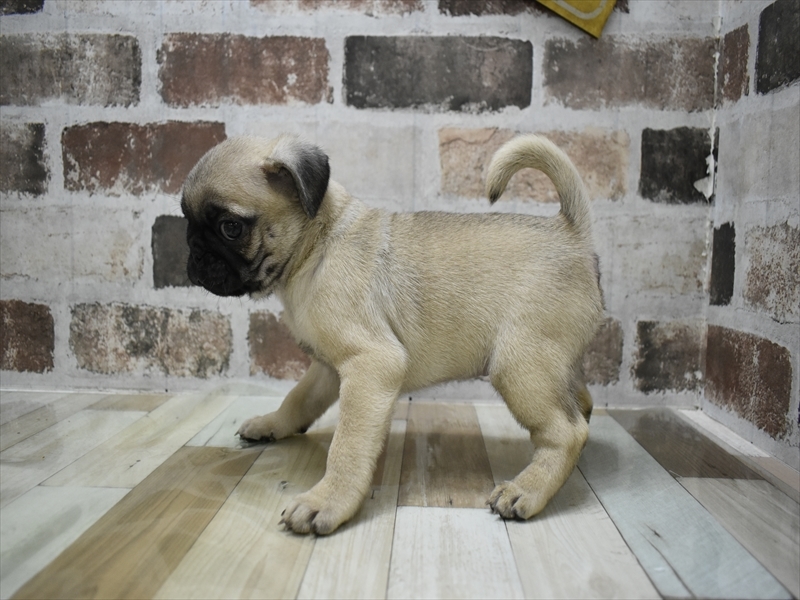 愛知県のパグ (ワンラブ名古屋守山インター総本店/2025年10月15日生まれ/男の子/フォーン)の子犬の3枚目の画像