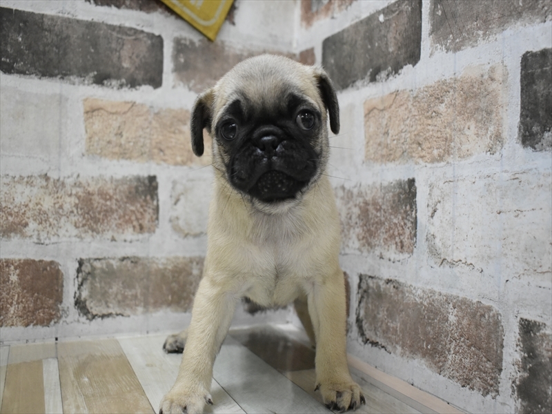 愛知県のパグ (ワンラブ名古屋守山インター総本店/2025年10月15日生まれ/男の子/フォーン)の子犬の2枚目の画像