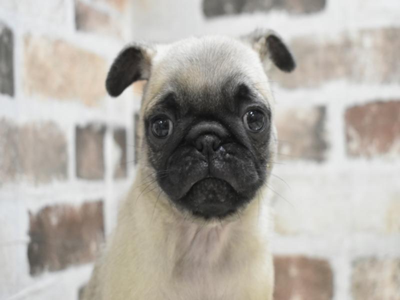 愛知県のパグ (ワンラブ名古屋守山インター総本店/2025年10月15日生まれ/女の子/フォーン)の子犬の1枚目の画像