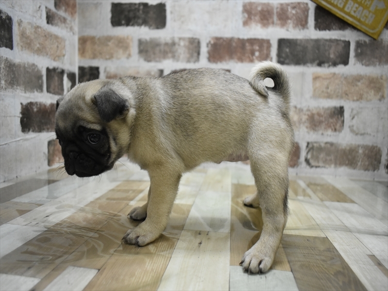 愛知県のパグ (ワンラブ名古屋守山インター総本店/2025年10月15日生まれ/女の子/フォーン)の子犬の3枚目の画像