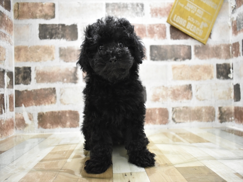 愛知県のトイプードル(トイ) (ワンラブ名古屋守山インター総本店/2025年10月15日生まれ/男の子/ブラック)の子犬の2枚目の画像