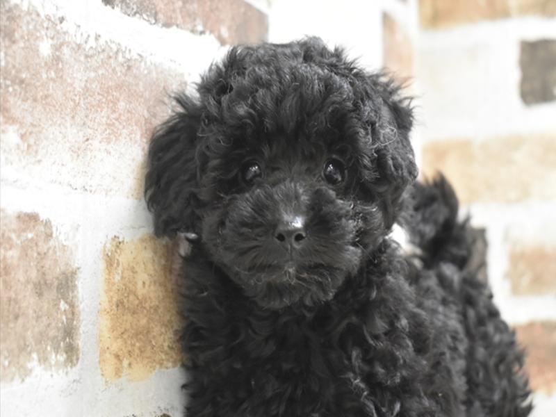 愛知県のトイプードル(トイ) (ワンラブ名古屋守山インター総本店/2025年10月15日生まれ/女の子/ブラック)の子犬の1枚目の画像