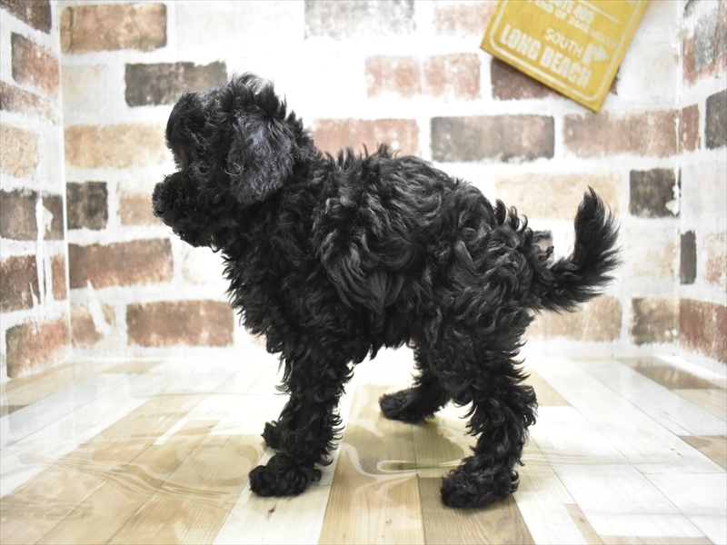 愛知県のトイプードル(トイ) (ワンラブ名古屋守山インター総本店/2025年10月15日生まれ/女の子/ブラック)の子犬の3枚目の画像