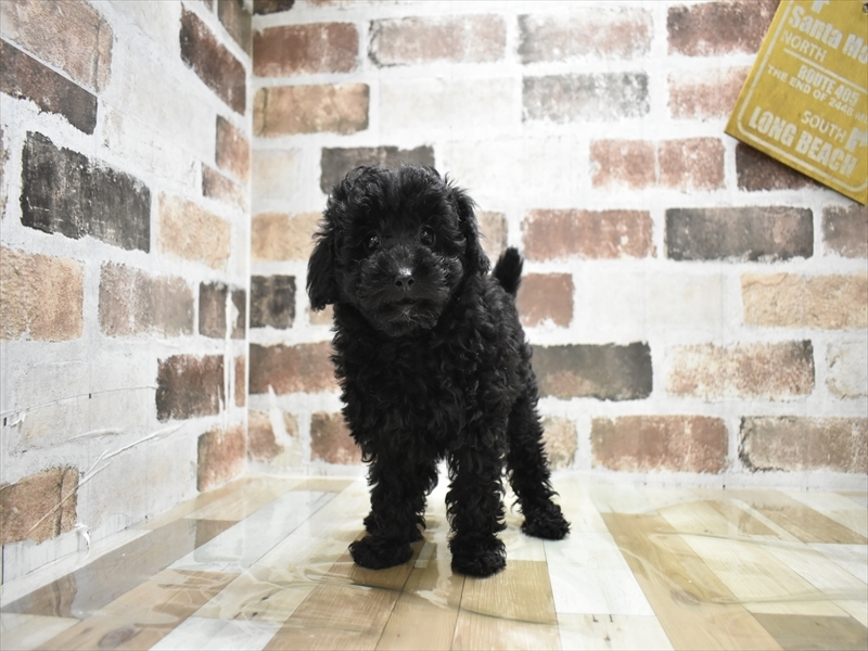 愛知県のトイプードル(トイ) (ワンラブ名古屋守山インター総本店/2025年10月15日生まれ/女の子/ブラック)の子犬の2枚目の画像
