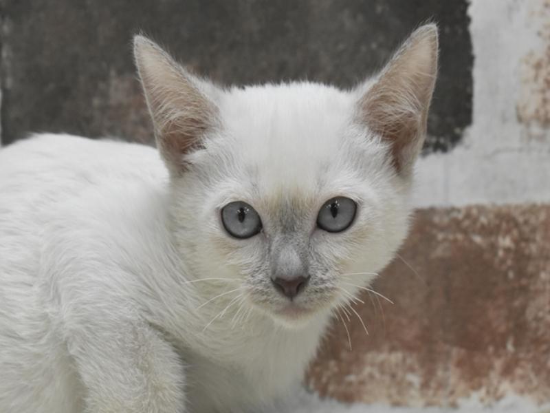 愛知県のトンキニーズ (ワンラブ名古屋守山インター総本店/2025年10月18日生まれ/女の子/プラチナミンク)の子猫の1枚目の画像