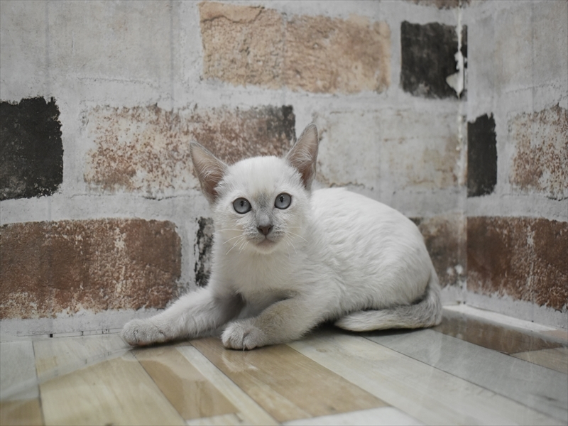 愛知県のトンキニーズ (ワンラブ名古屋守山インター総本店/2025年10月18日生まれ/女の子/プラチナミンク)の子猫の2枚目の画像