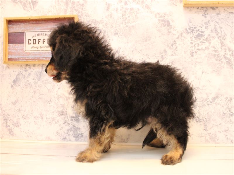 広島県のチワプー/プーチー(チワワ×プードル) (ワンラブ呉焼山店/2025年10月16日生まれ/男の子/ブラックタン)の子犬の3枚目の画像