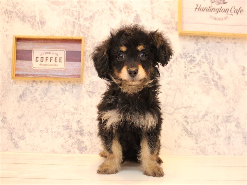 広島県のチワプー/プーチー(チワワ×プードル) (ワンラブ呉焼山店/2025年10月16日生まれ/男の子/ブラックタン)の子犬の2枚目の画像